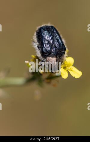 Hemipteros, Insekten in ihrer natürlichen Umgebung. Makrofotografie. Stockfoto