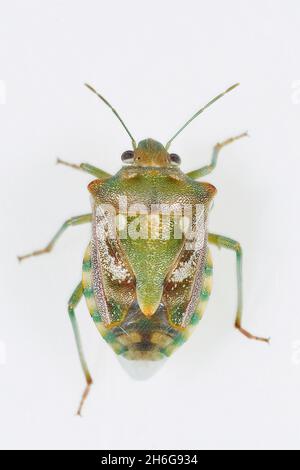 Hemipteros, Insekten in ihrer natürlichen Umgebung. Makrofotografie. Stockfoto