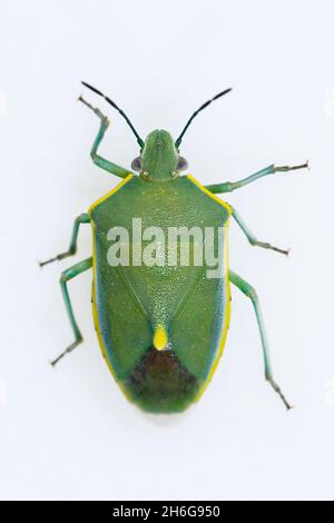 Hemipteros, Insekten in ihrer natürlichen Umgebung. Makrofotografie. Stockfoto