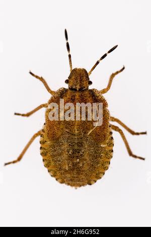 Hemipteros, Insekten in ihrer natürlichen Umgebung. Makrofotografie. Stockfoto