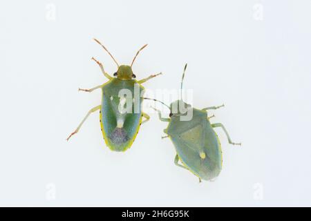 Hemipteros, Insekten in ihrer natürlichen Umgebung. Makrofotografie. Stockfoto