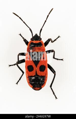 Hemipteros, Insekten in ihrer natürlichen Umgebung. Makrofotografie. Stockfoto