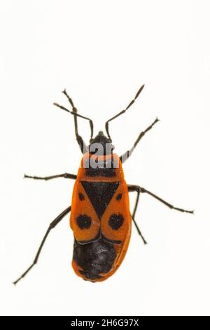 Hemipteros, Insekten in ihrer natürlichen Umgebung. Makrofotografie. Stockfoto