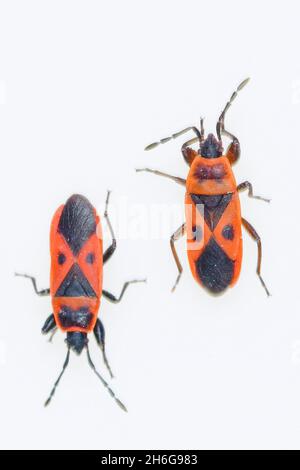 Hemipteros, Insekten in ihrer natürlichen Umgebung. Makrofotografie. Stockfoto