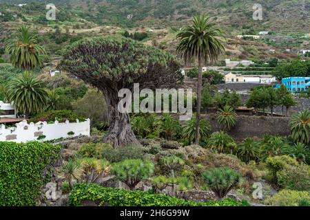 Berühmter Drago Baum (El Drago Milenario) - Icod de los Vinos, Teneriffa, Kanarische Inseln, Spanien Stockfoto