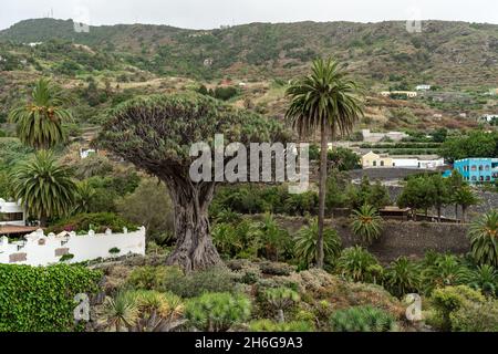 Berühmter Drago Baum (El Drago Milenario) - Icod de los Vinos, Teneriffa, Kanarische Inseln, Spanien Stockfoto