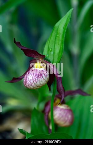 Cypripedium Gisela, Werner Frosch Hybrid, cremefarbene burgunderrote Blüten, dunkelburgunderrote, verdrehte Sepalen, CYP, robuste Orchidee, Ladyslipper, Orchidee, Orchideen, Blume, Blumen Stockfoto