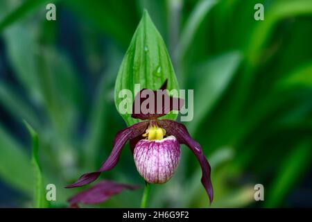 Cypripedium Gisela, Werner Frosch Hybrid, cremefarbene burgunderrote Blüten, dunkelburgunderrote, verdrehte Sepalen, CYP, robuste Orchidee, Ladyslipper, Orchidee, Orchideen, Blume, Blumen Stockfoto