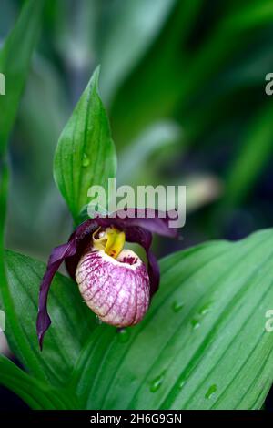 Cypripedium Gisela, Werner Frosch Hybrid, cremefarbene burgunderrote Blüten, dunkelburgunderrote, verdrehte Sepalen, CYP, robuste Orchidee, Ladyslipper, Orchidee, Orchideen, Blume, Blumen Stockfoto