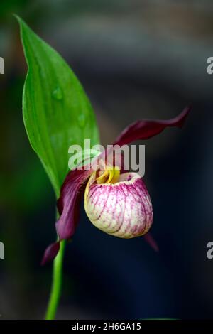 Cypripedium Gisela, Werner Frosch Hybrid, cremefarbene burgunderrote Blüten, dunkelburgunderrote, verdrehte Sepalen, CYP, robuste Orchidee, Ladyslipper, Orchidee, Orchideen, Blume, Blumen Stockfoto