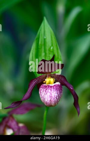 Cypripedium Gisela, Werner Frosch Hybrid, cremefarbene burgunderrote Blüten, dunkelburgunderrote, verdrehte Sepalen, CYP, robuste Orchidee, Ladyslipper, Orchidee, Orchideen, Blume, Blumen Stockfoto