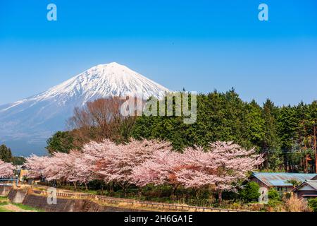 Mt. Fuji von der ländlichen Präfektur Shizuoka aus im Frühling mit Kirschblüten betrachtet. Stockfoto