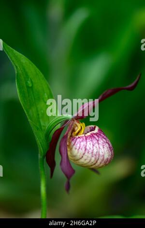 Cypripedium Gisela, Werner Frosch Hybrid, cremefarbene burgunderrote Blüten, dunkelburgunderrote, verdrehte Sepalen, CYP, robuste Orchidee, Ladyslipper, Orchidee, Orchideen, Blume, Blumen Stockfoto