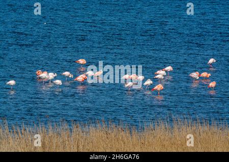 Kolonie rosa Flamingos Wasservögel überwintern in Grevelingen Salzsee in der Nähe Battenoord Dorf in Zeeland, Niederlande Stockfoto