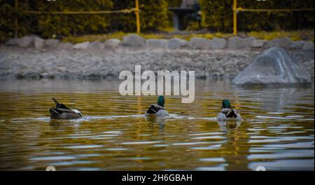 Eine Gruppe von schwarzen Mallard-Enten, die in einem glänzenden Teichwasser schwimmen Stockfoto