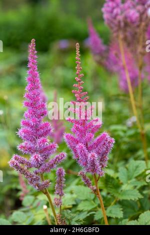 Nahaufnahme von blühenden Blüten mit falschem Ziegenbart (Astilbe arendsii) Stockfoto