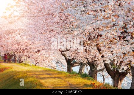 Urui River, Shizuoka, Japan gesäumt von Kirschbäumen im Frühling. Stockfoto