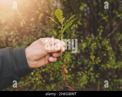 Junger Freiwilliger hält rechts einen kleinen Eichenbaumspalt mit einer Eichel, die bereit ist, gepflanzt zu werden. Schwerpunkt auf Baum und Hand Stockfoto
