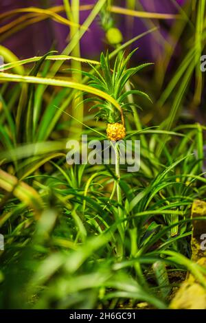 Kleine junge wachsende tropische Ananas, tropische Früchte, aufkeimende Blätter, Fruchtstadium, natürlicher grüner Hintergrund Stockfoto