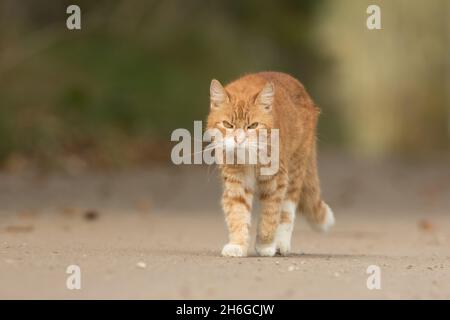 Weibliche Ingwerkatze, die an einem sonnigen Tag auf dem Land die Spur hinaufgeht Derbyshire England Großbritannien Stockfoto