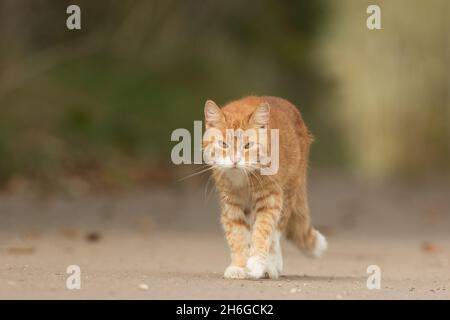 Weibliche Ingwerkatze, die an einem sonnigen Tag auf dem Land die Spur hinaufgeht Derbyshire England Großbritannien Stockfoto