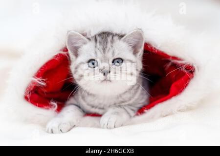 Weihnachtskatze wenig neugierig lustig gestreiften Kätzchen in Weihnachten roten Weihnachtsmann Hut auf weißem Hintergrund Stockfoto