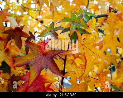 Selektiver Fokus von liquidambar (Süßgummi-Baum) Blättern im Herbst mit verschwommenem Hintergrund - herbstlicher Hintergrund Stockfoto