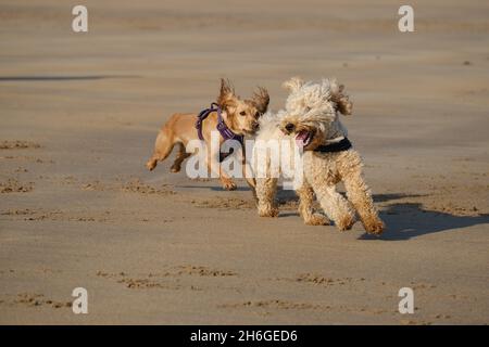 Cockapoo Hund und Spaniel spielen Verfolgungsjagd am Strand Stockfoto
