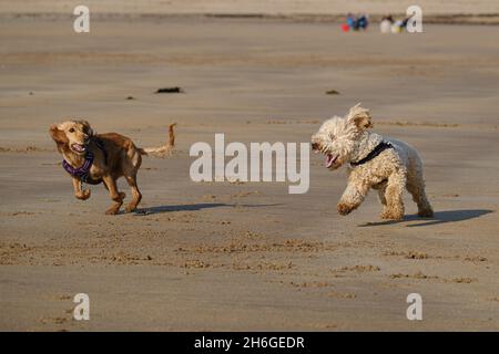 Cockapoo Hund und Spaniel spielen Verfolgungsjagd am Strand Stockfoto