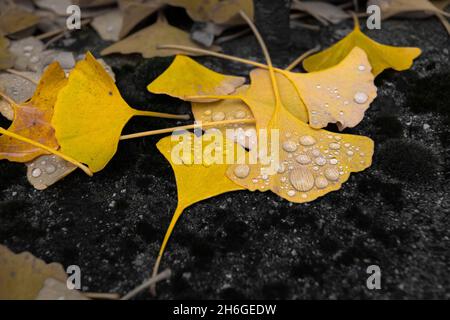 Gelbes Ginkgo-Blatt mit einem Tropfen Regen Stockfoto