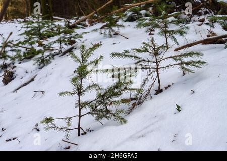 Kleine Fichten im Schnee. Junge Tannen. Baum sprießt im Schnee. Stockfoto