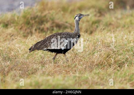 Hartlaub Bustard - Lissotis hartlaubii afrikanischer Vogel aus der Familie Otididae, gefunden in offenem Grasland mit Gras in Äthiopien, Kenia, Somalia, Sudan, Tan Stockfoto