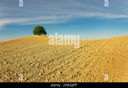 Luftaufnahme der wunderschönen Landschaft der Toskana in Italien, in der Nähe von Montalcino, Hügel mit Weizen angebaut, gelb gepflügt Feld mit dem einsamen gree Stockfoto