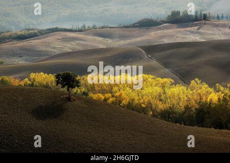 Luftaufnahme der wunderschönen Landschaft der Toskana in Italien, in der Nähe von Montalcino, Hügel mit Weizen angebaut, gelb gepflügten Feld, gelbe Bäume im Herbst. Stockfoto