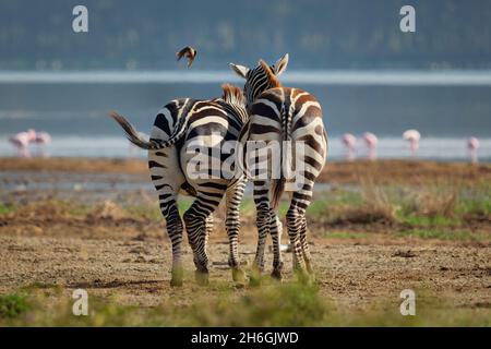 Ebene Zebra - Equus quagga früher Equus burchellii, auch gemeines Zebra, häufigste und weit verbreitete Zebraarten, schwarze und weiße Streifen in sava Stockfoto