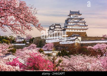 Himeji, Japan in Himeji Castle während Kirschblüte Frühjahrssaison. Stockfoto