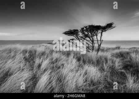 Lone Tree - The Burrow Rosslare Strand Stockfoto