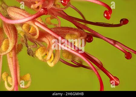 Makroansicht der Grevillea Robyn Gordon Blume.Australische einheimische Pflanze Stockfoto