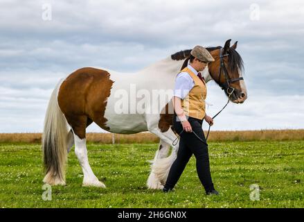 Sommerpferdeschau: Eine Frau mit flacher Mütze führt ein Gipsy Cob Pferd auf einem Feld, East Lothian, Schottland, Großbritannien Stockfoto