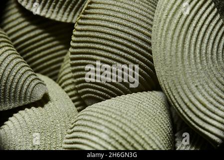 Hintergrund Lebensmittel, rohe trockene Pasta, grünen Spinat conchiglioni Füllung des Rahmens. Makrobild, in dem Linien und Texturen hervorstechen. Gesund und vegetarisch f Stockfoto