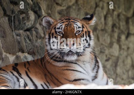 Schöne große Tiger Tier liegt in der Natur Stockfoto