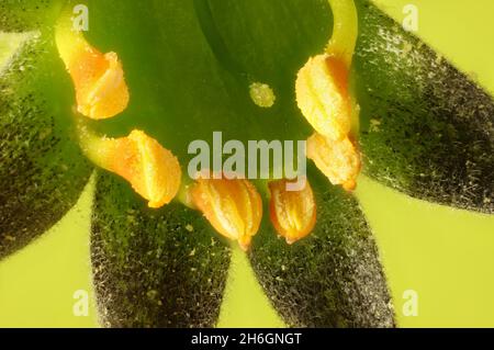 Super Makro-Ansicht der grünen Kängurupfote (Anigozanthos flavidus) Blume. Australische Pflanze Stockfoto