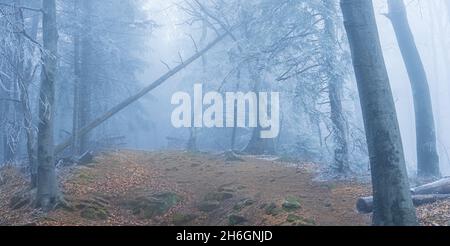 Im Schwarzwald kommt der Winter Stockfoto