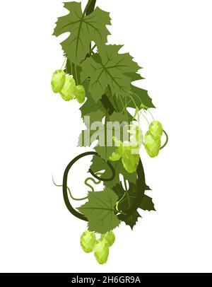 Hop. Ein gebogener senkrecht verzweigener Zweig mit dichten Blättern und Kegeln. Schlaffe Triebe mit Blättern. Wilde Natur. Flache Illustration. Vektor. Stock Vektor