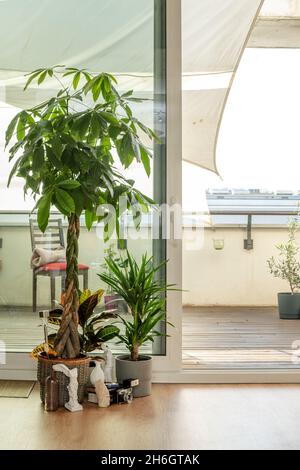 Pachira aquatica, brasilianischer Stamm und Croton petra in einem Apartment mit Terrasse Stockfoto