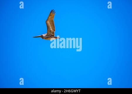 Große Vögel gleiten durch den Himmel und genießen Sie die Brise der it Stockfoto