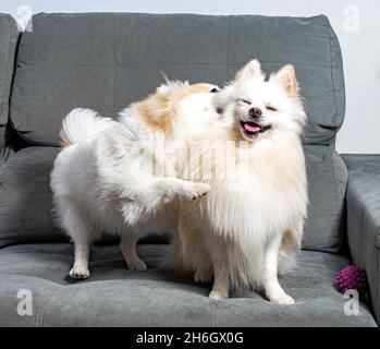 Zwei süße weiße deutsche Spitz Pommern spielen auf der Couch Stockfoto