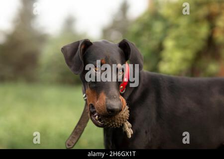 Schwarzer Doberman-Pincher mit Kugelspielzeug im Mund im Freien Stockfoto