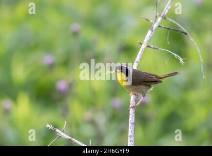 Gewöhnlicher Gelbkehlenwaldsänger mit wurmgrünem Laub verschwommener Hintergrund Stockfoto