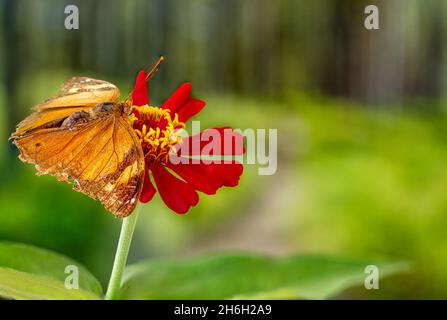 Ein brauner Schmetterling, der auf einer roten Zinnienblume thront, mit einem leuchtend grünen Pflanzenhintergrund, Kopierraum Stockfoto